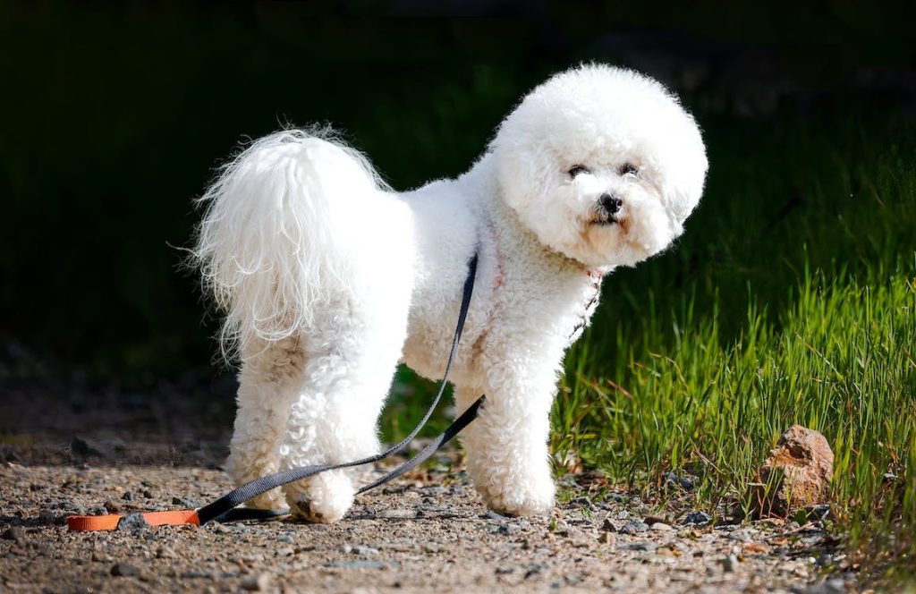 un Bichon frisé dans la nature