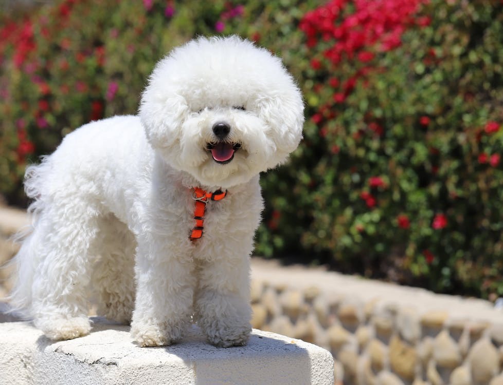 un Bichon frisé immaculé