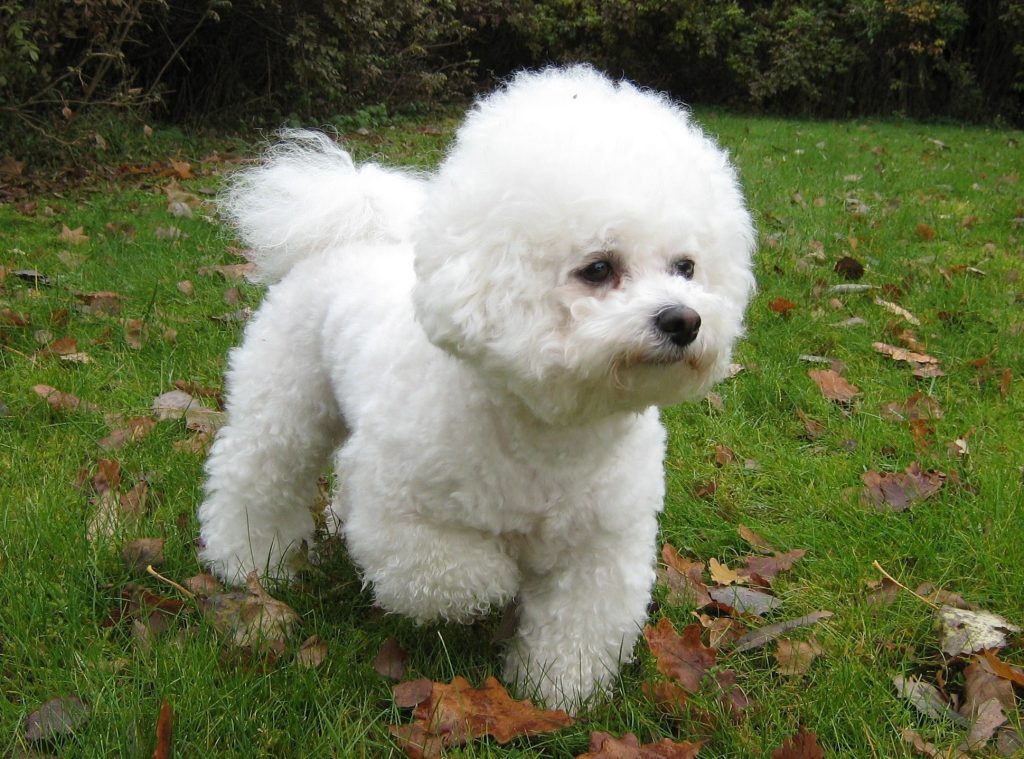un Bichon frisé qui se promène