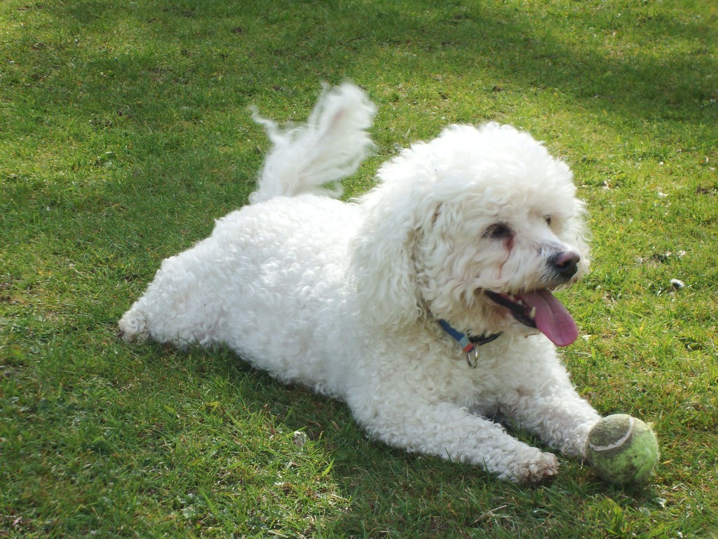 un Bichon frisé qui joue avec une balle