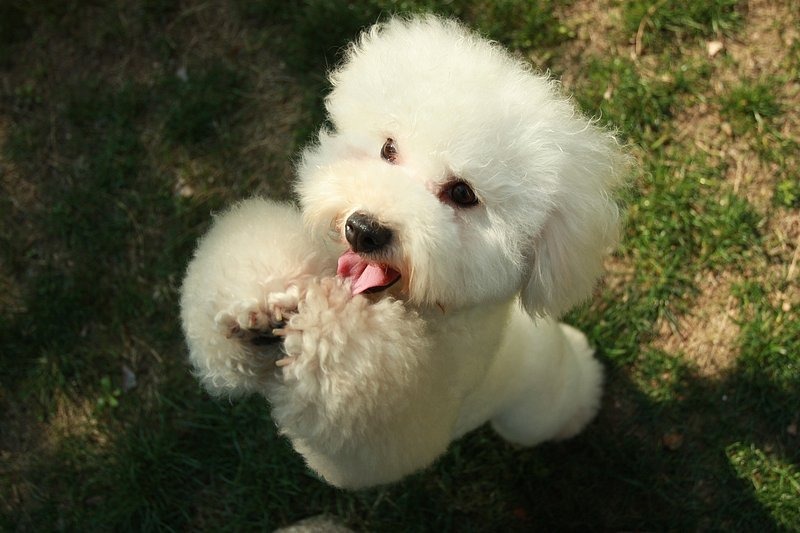 un Bichon frisé qui fait le beau