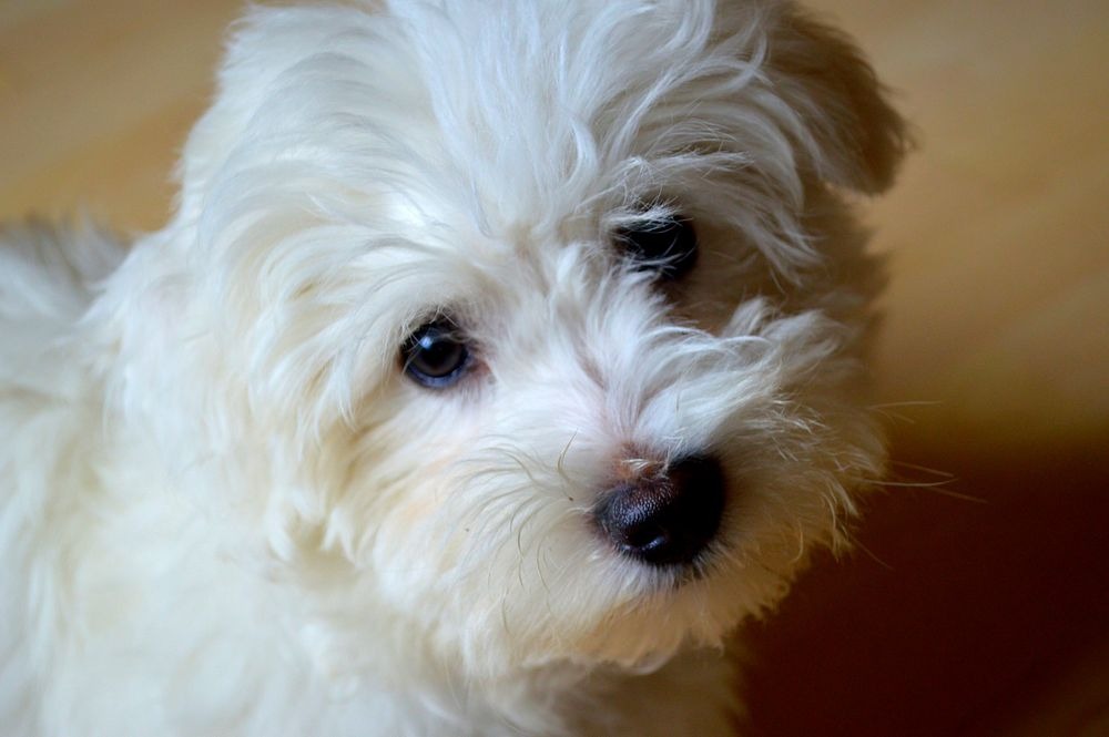 un Bichon frisé qui fait les yeux doux