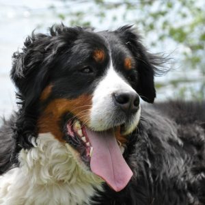 un Bouvier bernois qui tire la langue