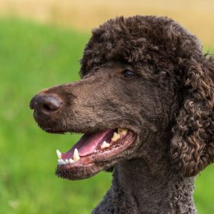 Caniche