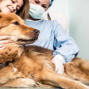 un chien chez le vétérinaire