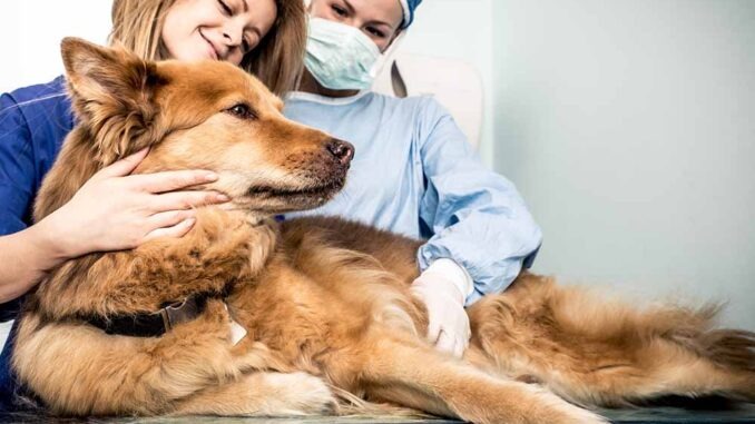 un chien chez le vétérinaire