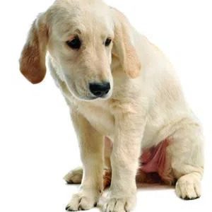 un chien assis