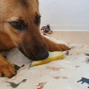 Un chien qui grignote