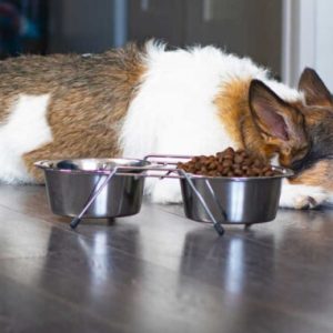 un chien couché devant sa gamelle