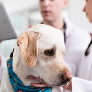 un chien chez le vétérinaire