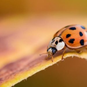 une coccinelle asiatique