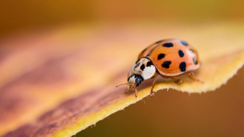 une coccinelle asiatique