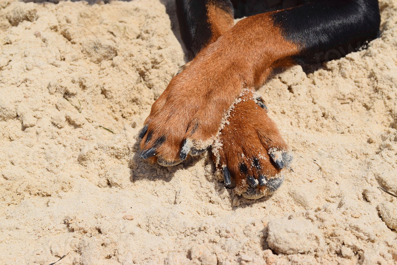 un chien sur le sable pattes croisées