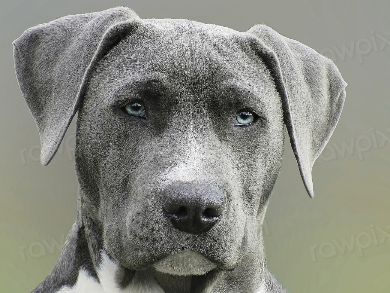 une tête de chien gris