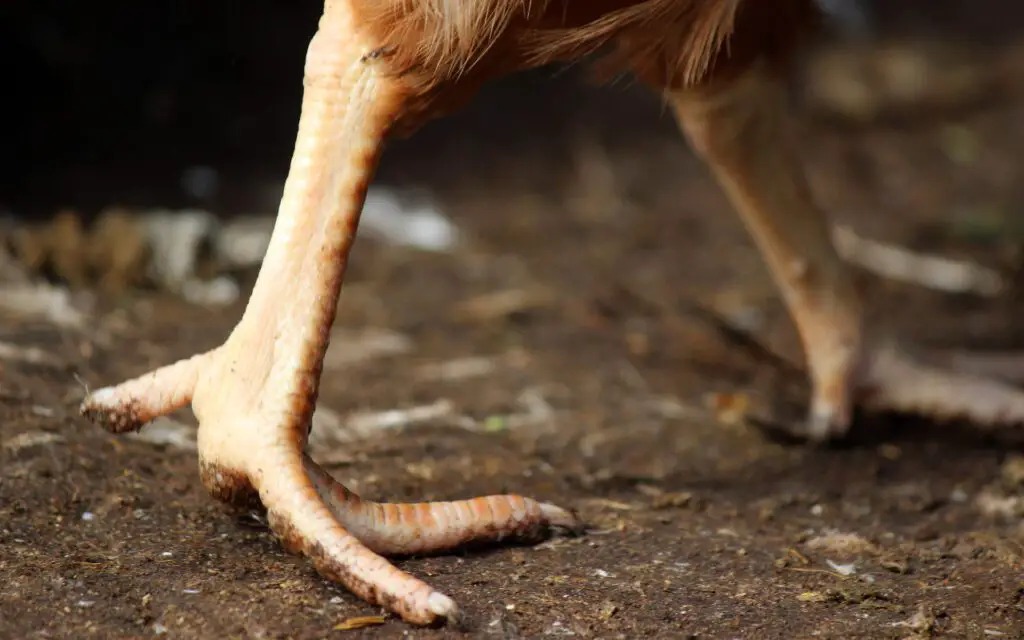 Donner des pattes de poulet à son chien
