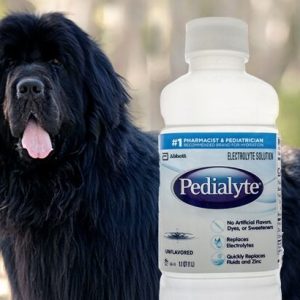 donner du Pedialyte à un chien