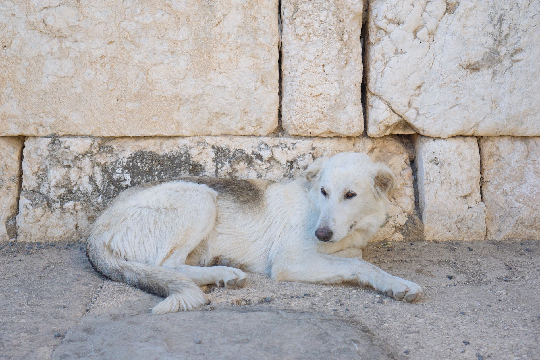chien blanc à poil court couché sur un sol en béton