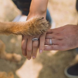 un chien qui pose sa patte sur les mains de ses maîtres