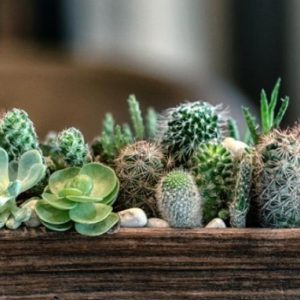 plantes succulentes