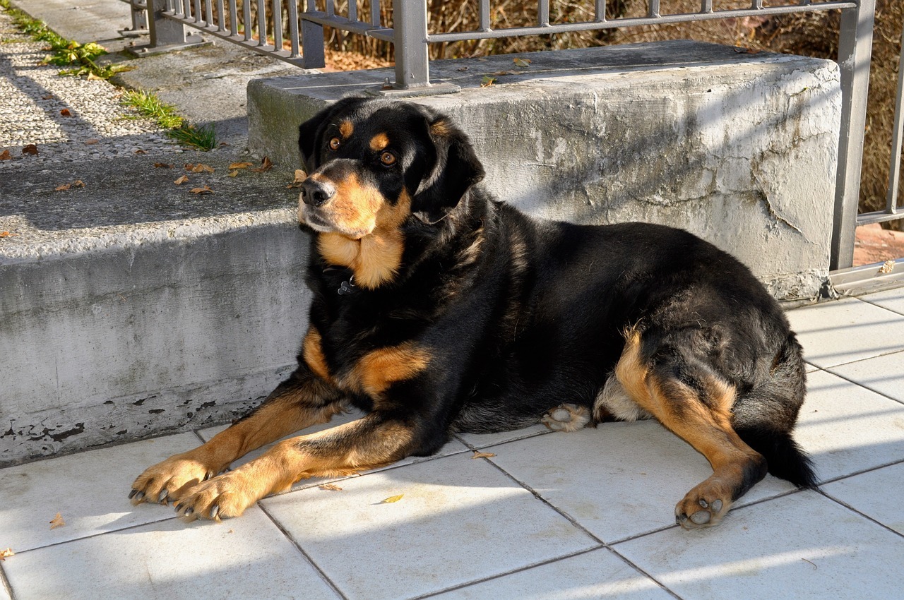 Le Rottweiler Le Rottweiler : Caractère, alimentation, éducation, santé