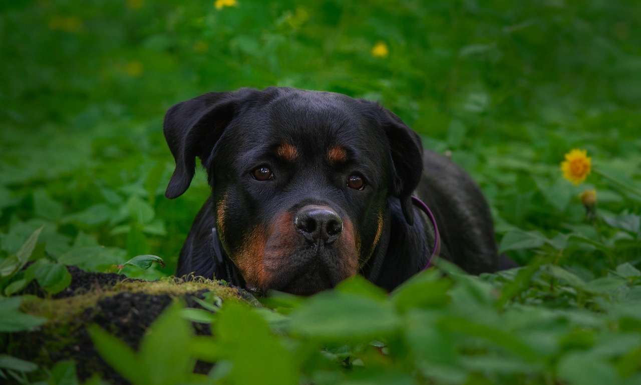 Le Rottweiler Le Rottweiler : Caractère, alimentation, éducation, santé
