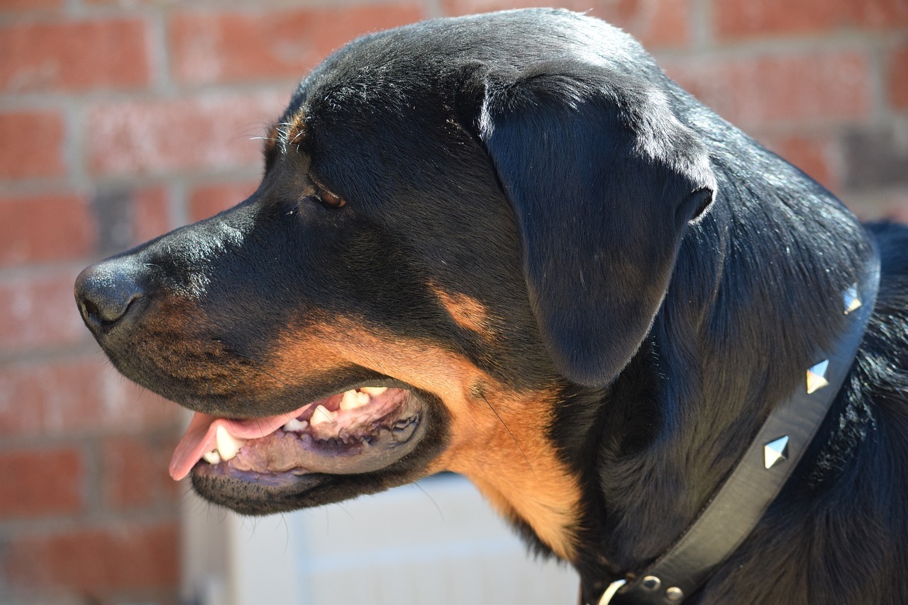 Le Rottweiler Le Rottweiler : Caractère, alimentation, éducation, santé