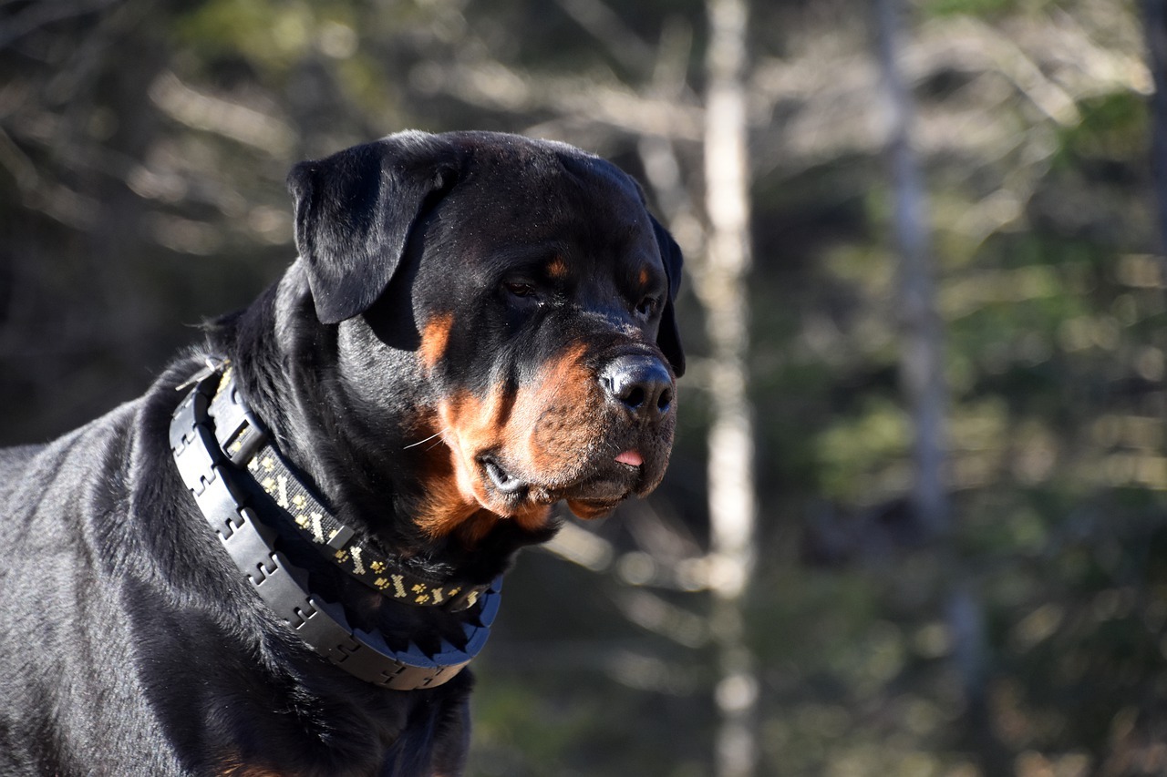 Le Rottweiler : Caractère, alimentation, éducation, santé