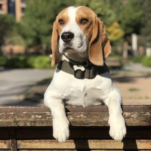 un Beagle sur une barrière