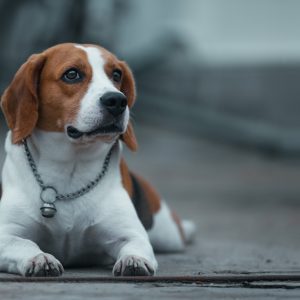 un Beagle couché