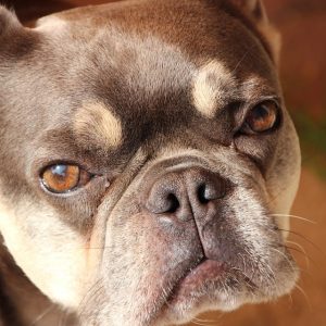 un Bouledogue français peu aimable
