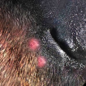 boutons sur le museau d'un chien