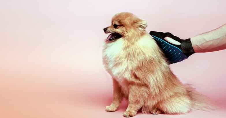 un chien qui se fait brosser