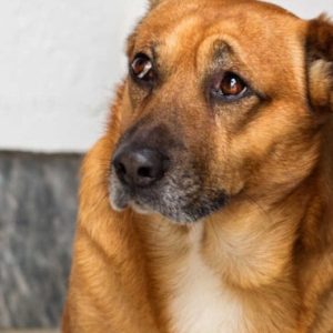 un chien à l'air anxieux