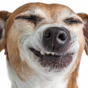 un chien qui éternue