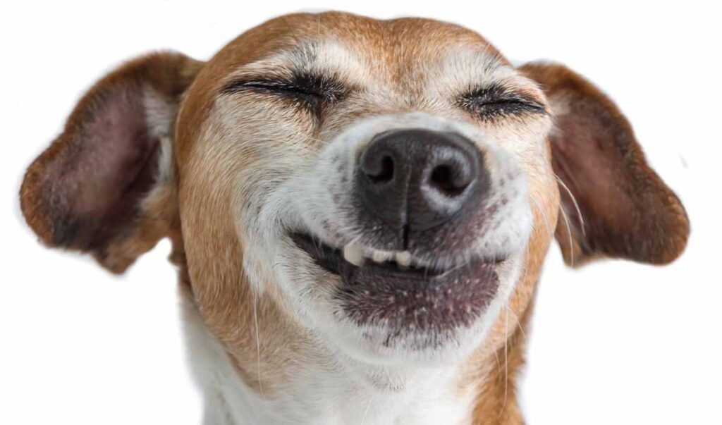 un chien qui éternue