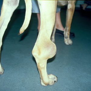 hygromas liés à un traumatisme chez un grand danois de 8 mois