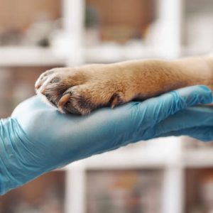 une patte d'un chien dans la main d'un véterinaire