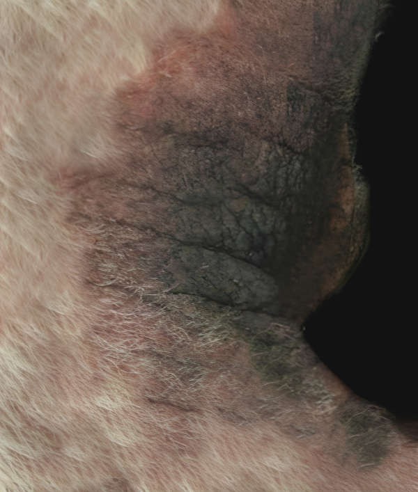 peau d'éléphant chez le chien