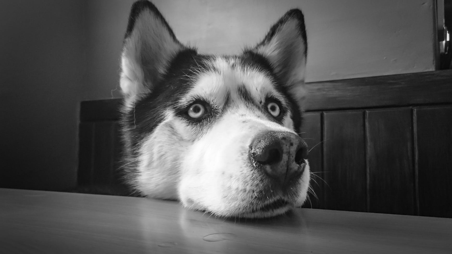 husky sibérien appuyé sur une table