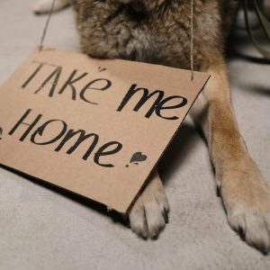 chien qui sent mauvais