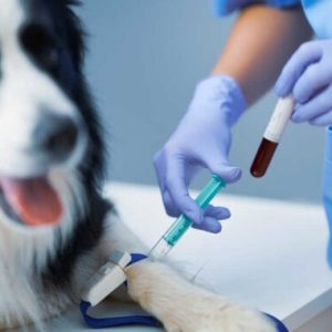 prise de sang chez un chien