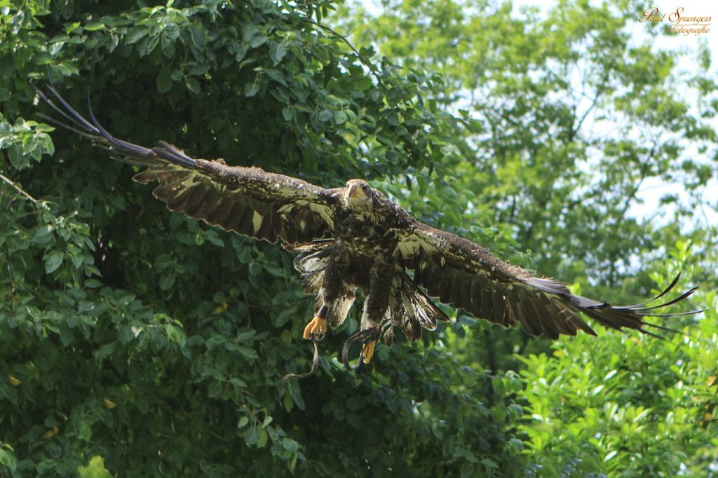 un rapace en plein vol