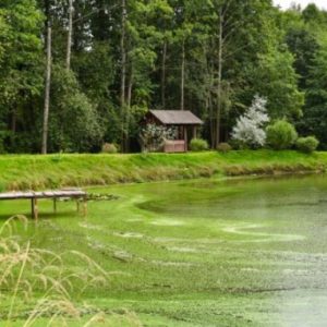 un lac contaminé par des algues bleues