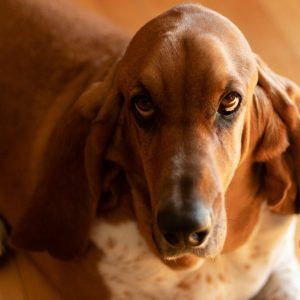 Un Basset Hound à l'air têtu