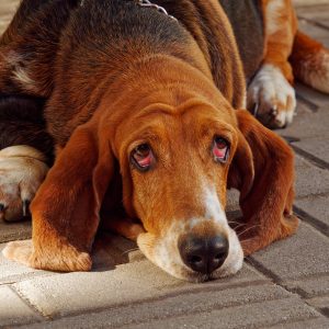 Un Basset Hound l'air implorant