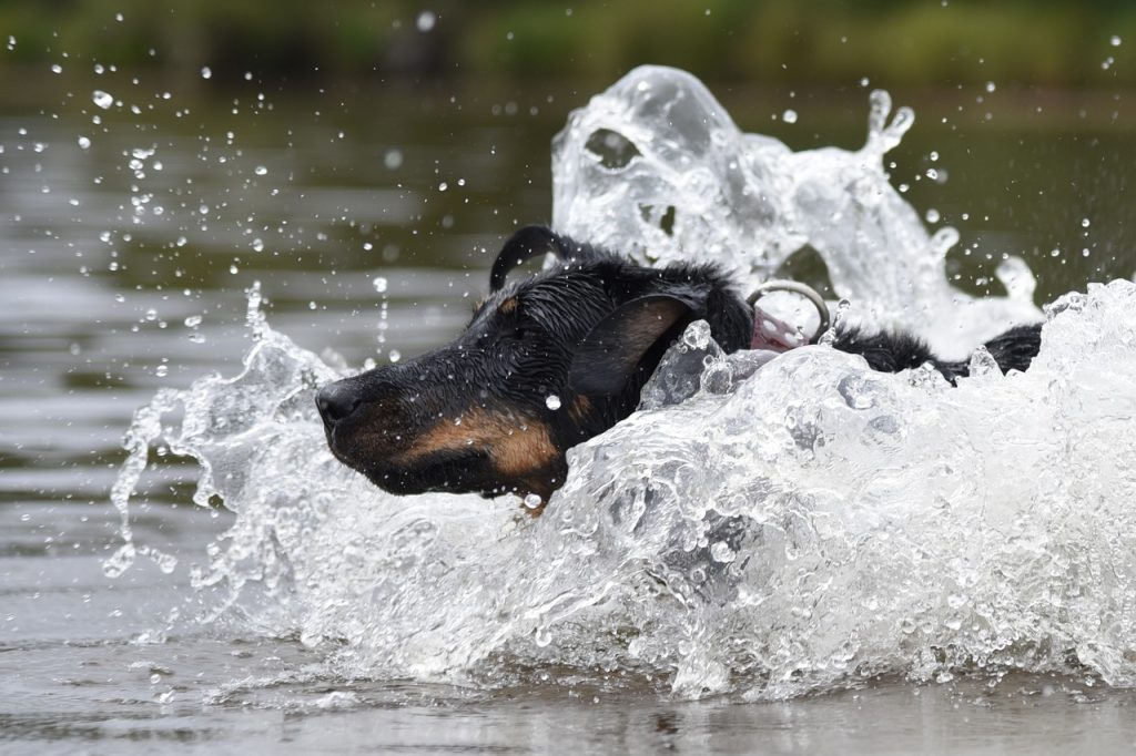 un Beauceron qui court dans l'eau