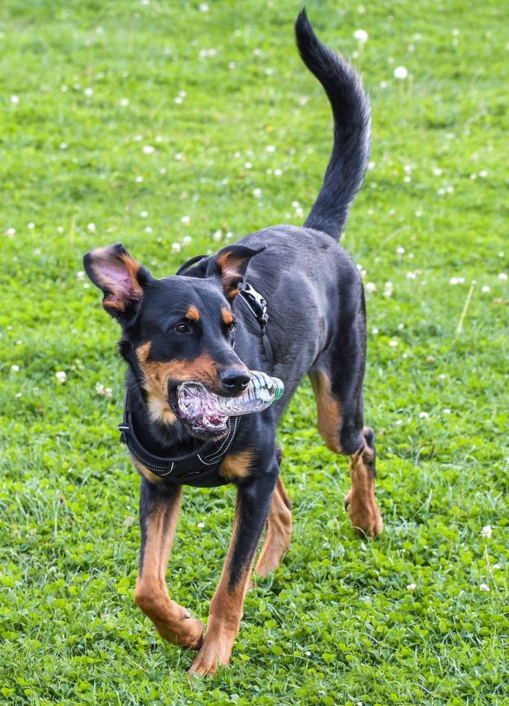 un Beauceron qui joue avec une bouteille