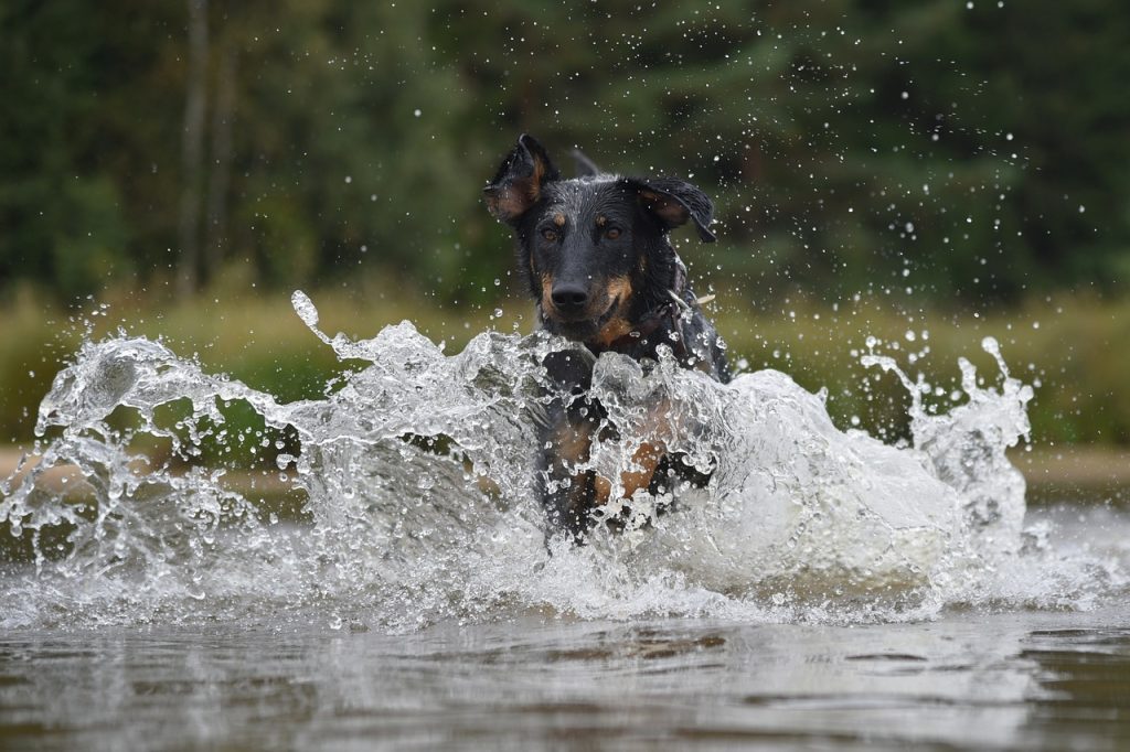 un Beauceron qui cavale dans l'eau