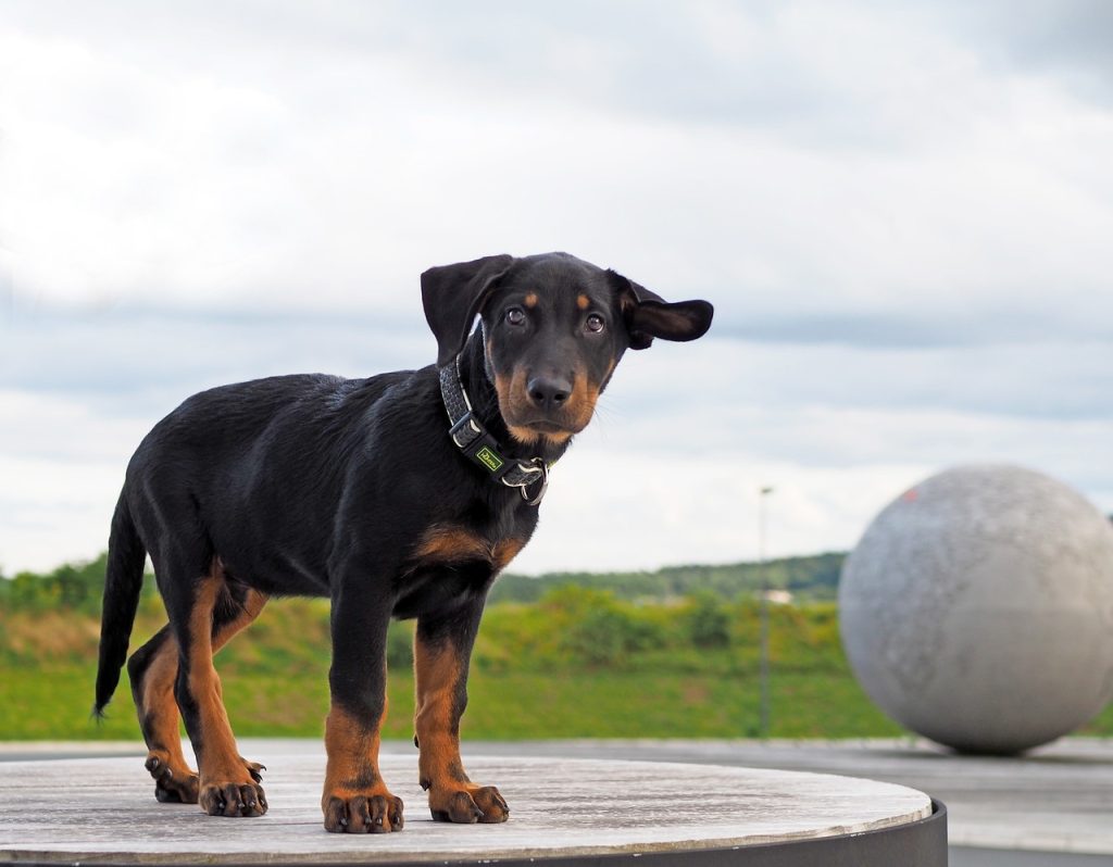 un jeune Beauceron