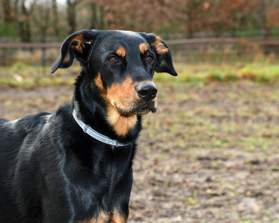 le Beauceron, un chien sûr de lui